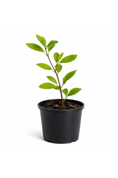 Butterfly Magnolia р9, п9, о,5 л